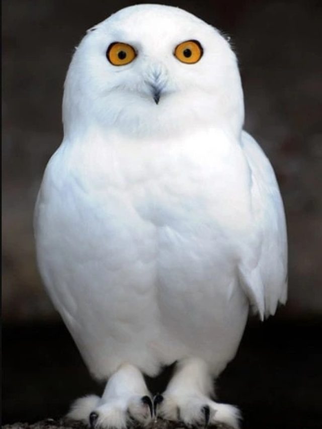 এমন পেঁচা দেখলে কপাল ঘুরতে পারে, তবে সাবধান! এই ভুলটি করবেন না