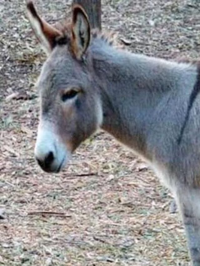 বোকাদের কেন গাধা বলে, আসল কারণ অনেকেই জানেন না