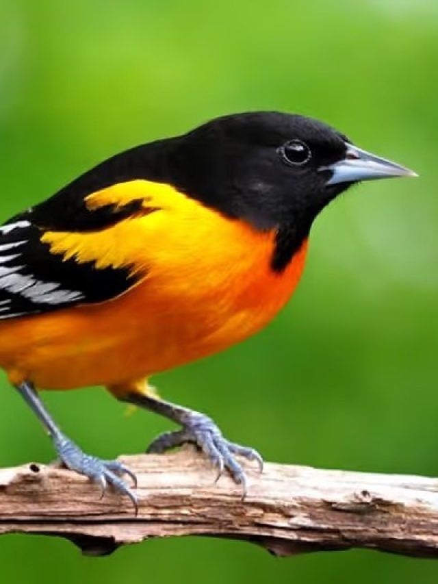 পাখির পায়খানা গায়ে পড়লে এসব হয়,  জেনে রাখুন