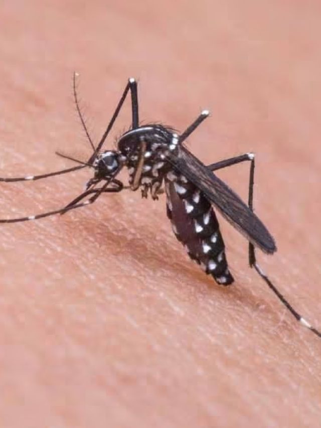 এই ফুল রেখে দিন শুধু, পাঁই পাঁই করে পালাবে মশা, ঘরে ঢুকবে না আর