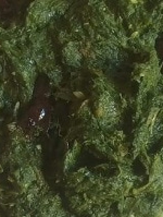 পুরুষত্ব ঠিকরে বেরোবে, শুধু পাতে রাখুন এই শাক ভর্তা