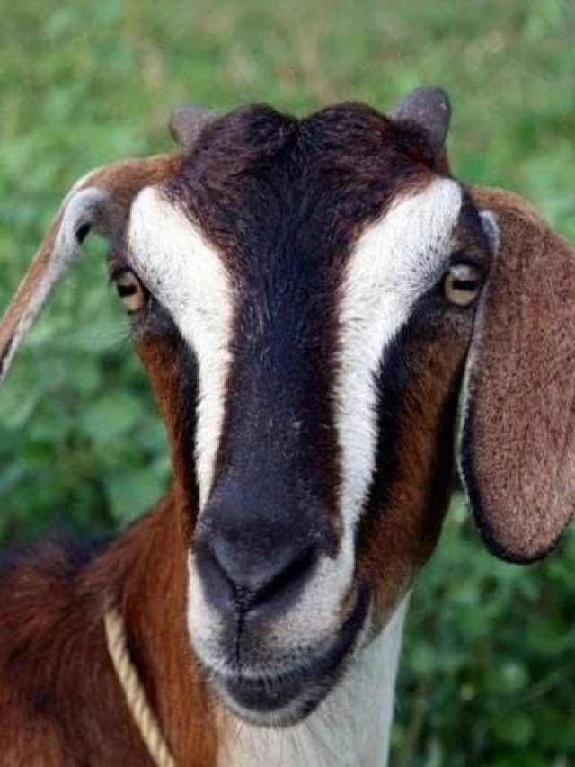 পাঁঠা ও খাসির মধ্যে মূল ফারাক কী? অনেকেই বোঝেন না