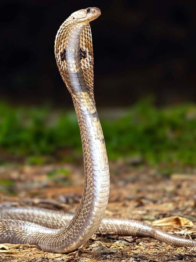 সাপের এই গুণেই হবেন বীরপুরুষ, বলছে চাণক্যনীতি