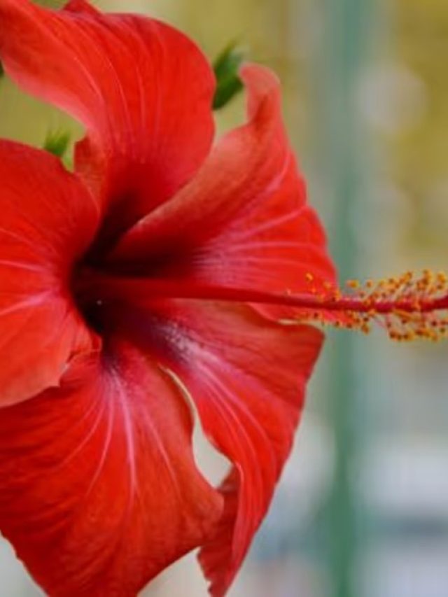 এই ফলের খোসা ছড়িয়ে দিন, ঘরের টবেই জবা ফুলের চাষ হবে