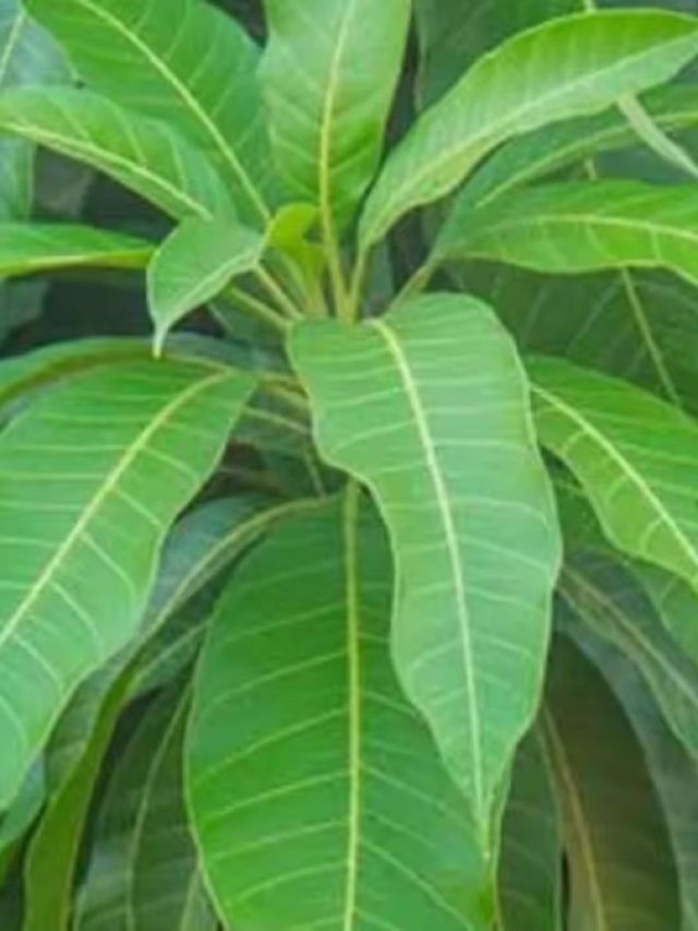 আম পাতা চিবিয়ে নিন মুখে, কঠিন রোগ সেরে যাবে নিমেষে