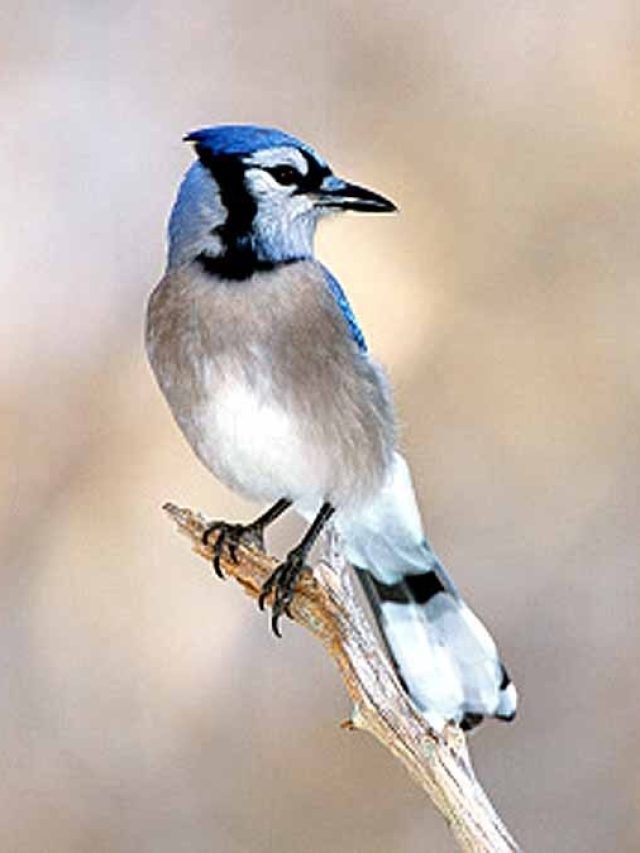 ঘরে পাখি ঢুকলে তা শুভ না অশুভ? জেনে নিন