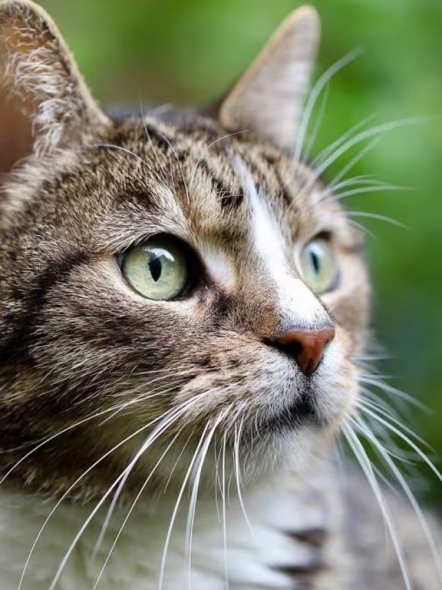 বিড়ালকে কেন বাঘের মাসি বলে? আসল কারণ অনেকেই জানেন না