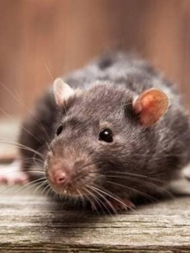 ইঁদুর তিড়িং বিড়িং করে পালাবে, শুধু এই মশলা রেখে  দিন ঘরে