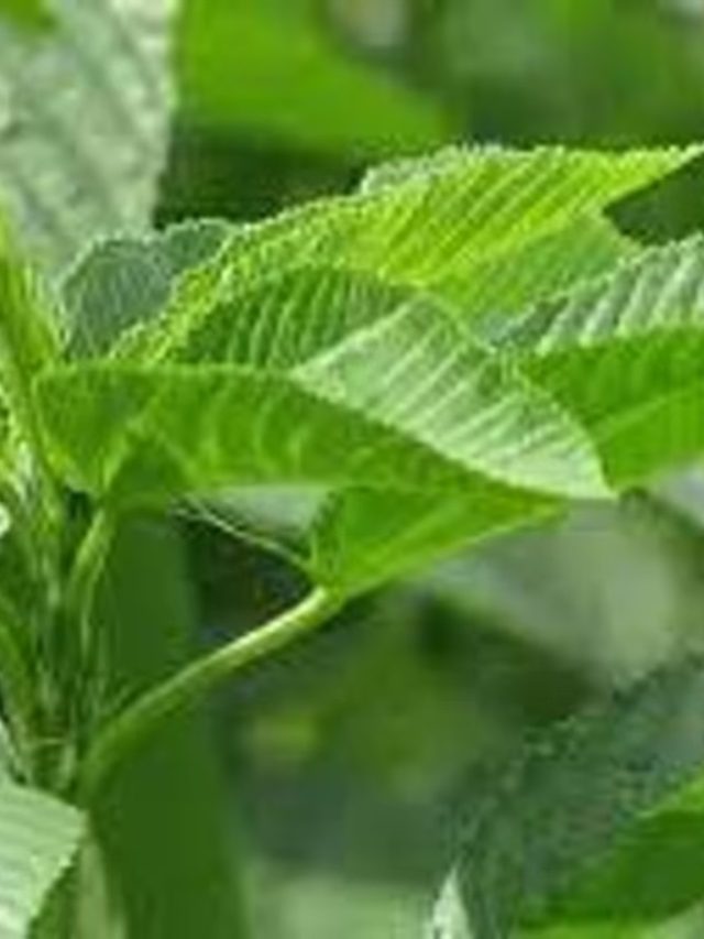 ৭০ বছর পরও জোশ থাকবে তাজা যুবকের মতো, খেতে হবে  সস্তার এই শাক