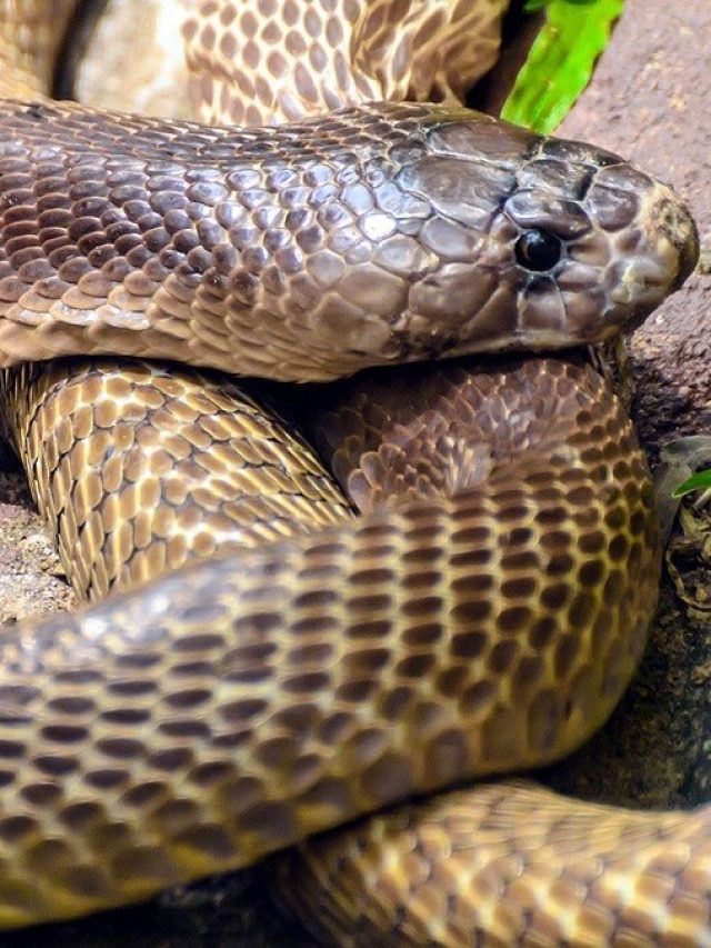 শীতে সাপ বের হয় না ভুল ধারণা, বাড়ির আশপাশে এই জিনিসগুলি থাকলে আসে
