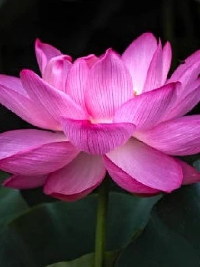 এই সার লাগবে শুধু, তাতেই ঝাঁকে ঝাঁকে পদ্ম ফুল ফুটবে ঘরে