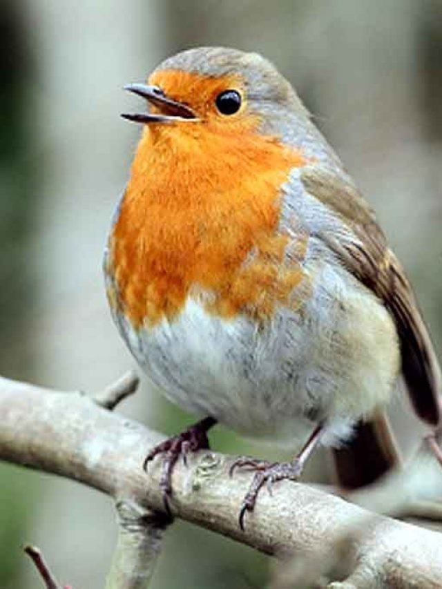 পাখির পায়খানা গায়ে পড়লেই এসব হবে, জেনে রাখুন