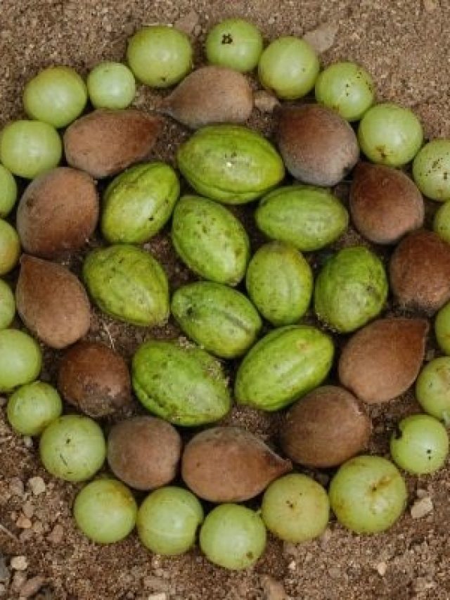 ১০০ রোগের এক ওষুধ, ত্রিফলার ইংরেজি কী? অধ্যাপকরাও জানে না