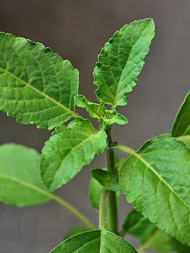 তুলসী গাছ রাতারাতি বেড়ে উঠবে, শুধু  টবে মেশান রান্নাঘরের এই মশলা