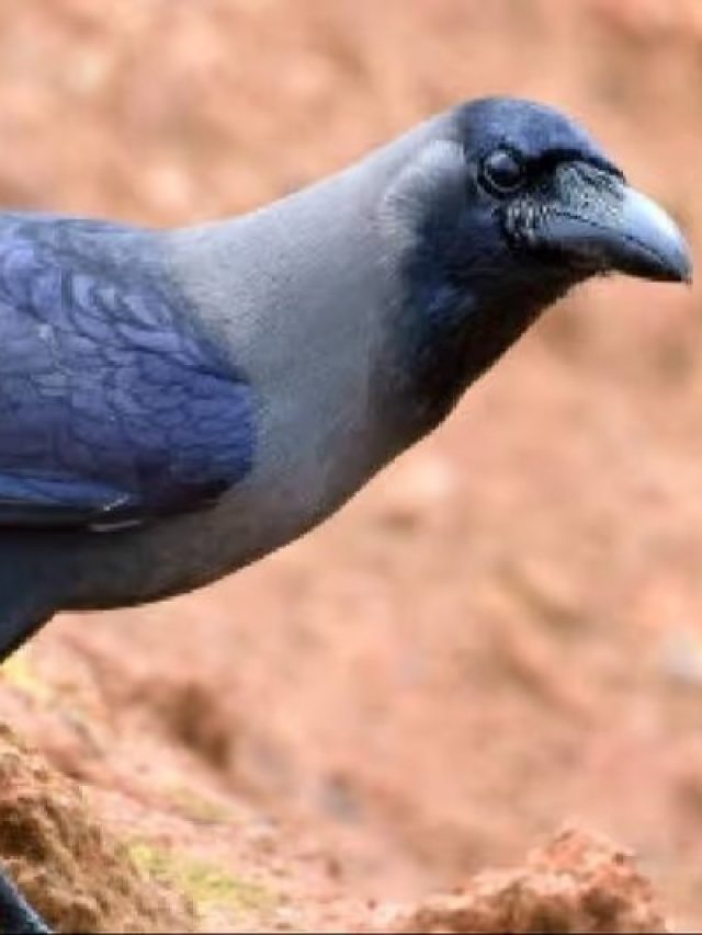 কাক ঘরের জানলায় বসলে শুভ না অশুভ? কিসের  ইঙ্গিত, জানুন