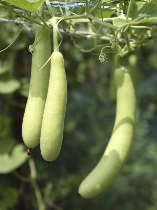 লাউয়ের ইংরেজি কী? শিক্ষিত লোকেরাও বলতে পারবেন না