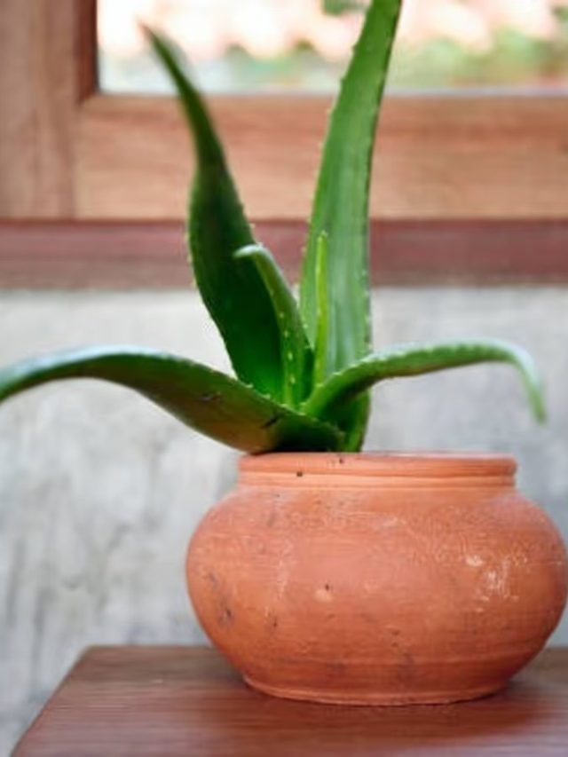 সুখ-টাকার বৃষ্টি শুরু হবে, অ্যালোভেরা গাছ রাখুন ঘরের এদিকে