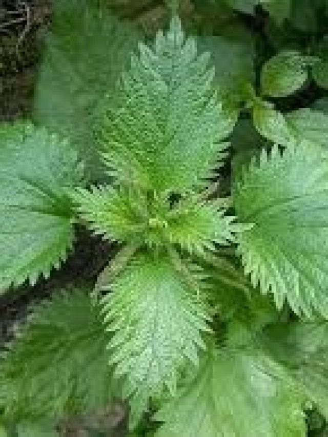 গায়ে লাগলে চুলকায়, বিছুটি পাতায় সারতে পারে অনেক রোগ