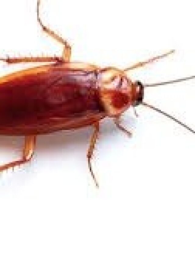 এই মশলা রেখে দিন শুধু, ব্যস, পাঁই পাঁই করে ঘর থেকে পালাবে আরশোলা