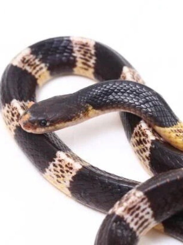 বাংলার অন্যতম বিষধর সাপ, কামড়ালে দৃষ্টিশক্তি নষ্ট হয় কয়েক ঘণ্টায়