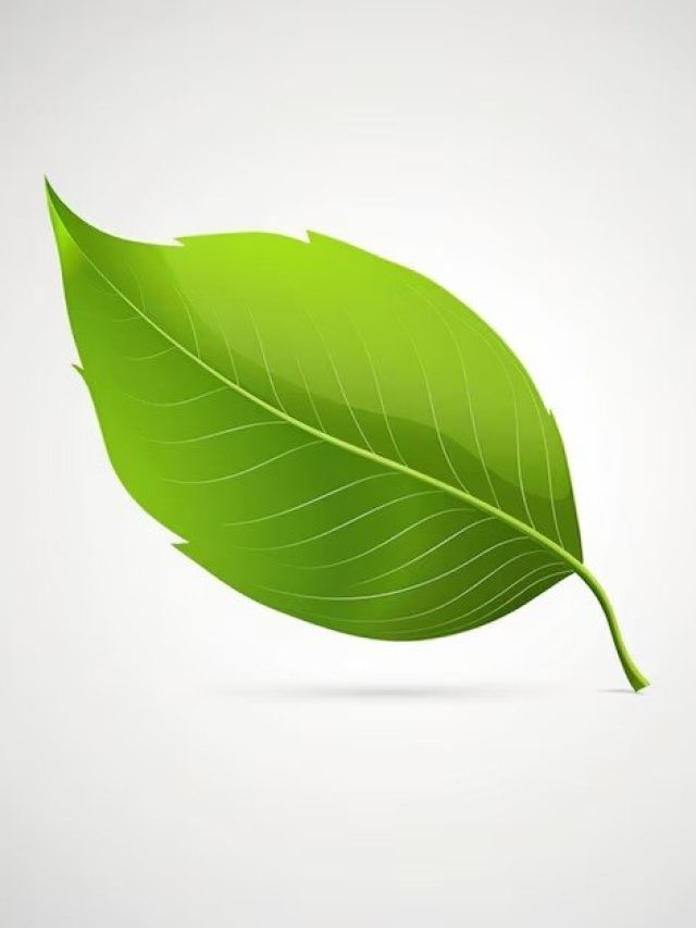 রোজ এই গাছের পাতা ছিঁড়ে খান, আজেবাজে খেলেও শরীর ঠিক রাখে