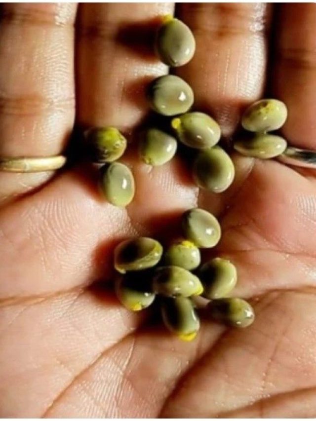 পটলের বীজও ভুলেও ফেলবেন না, সারাতে পারে একাধিক রোগ