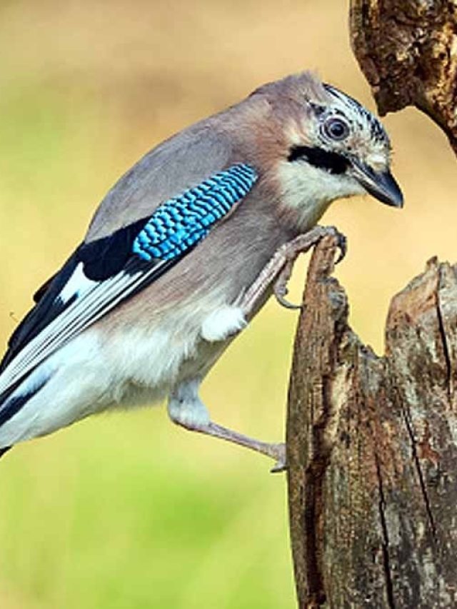 ঘরে পাখি ঢুকলে  কিসের ইঙ্গিত? ভাল না খারাপ, জেনে নিন