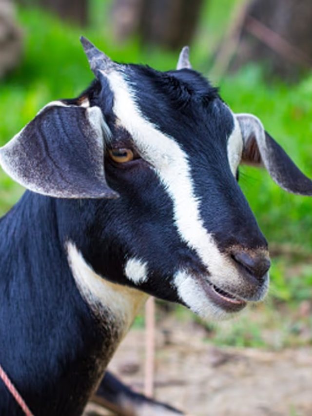 পাঁঠা আর খাসির মধ্যে মূল তফাৎ  কী? অনেকেই  বোঝেন না