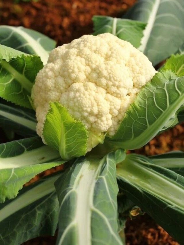 সারা বছর সস্তায় ফুলকপি খেতে এই কাজ করুন, দাম নিয়ে ভাবতে হবে না