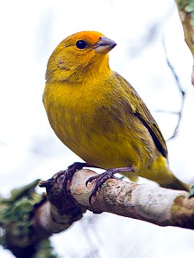 পাখির পায়খানা গায়ে পড়লে এসব হয়,  জেনে নিন