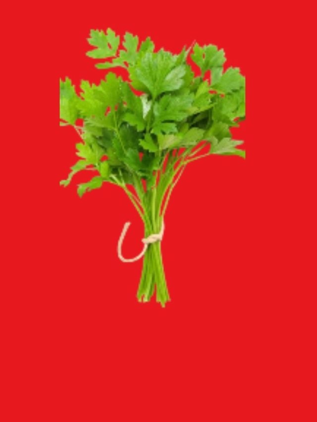 মাটি ছাড়াই বাড়িতে হবে গোছা গোছা ধনেপাতা, রইল দুর্দান্ত টিপস