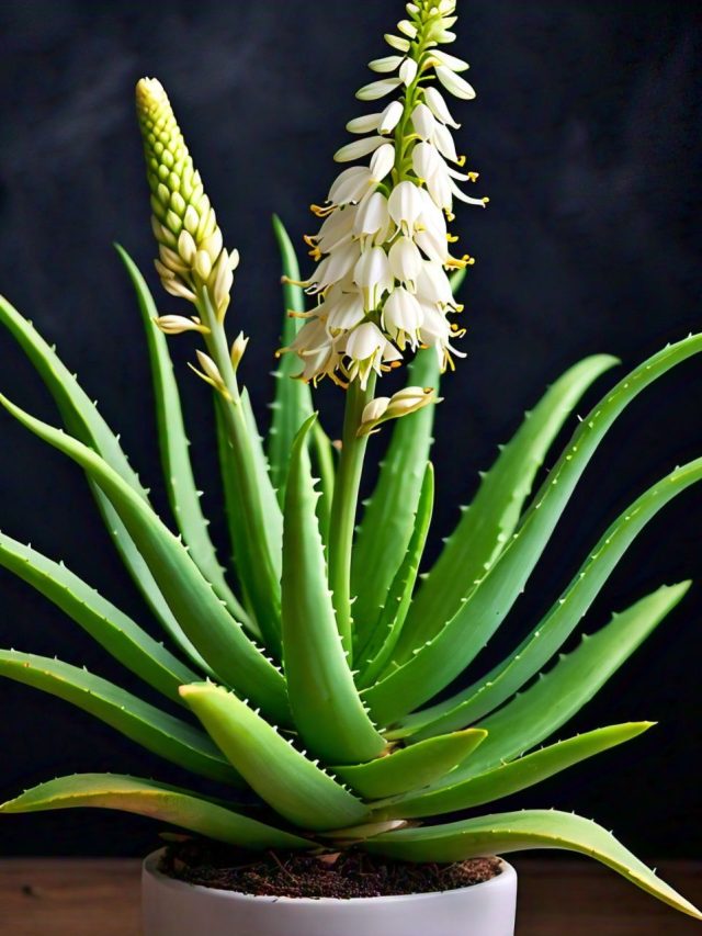 বাড়ির ঠিক এই দিকে রাখুন অ্যালোভেরা গাছ, ফুলে- ফেঁপে উঠবে ভাগ্য