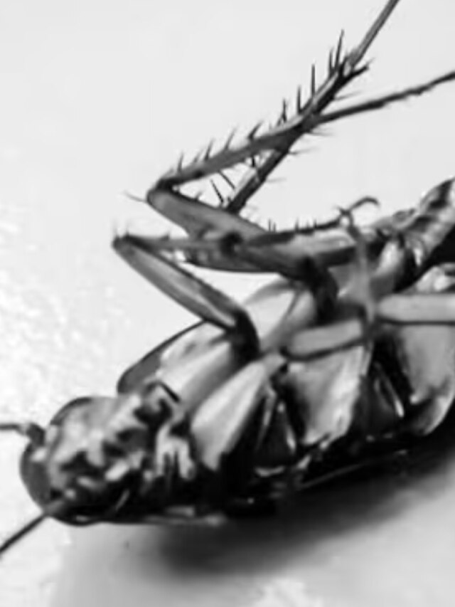 রান্নাঘর থেকে বাপ বাপ বলে পালাবে আরশোলা, লাগবে এক মুঠো চিনি