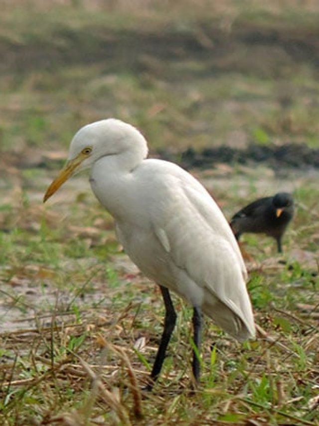বক পাখির এই গুণ শিখে নিন, সফলতা আসতে বাধ্য, বলছেন চাণক্য