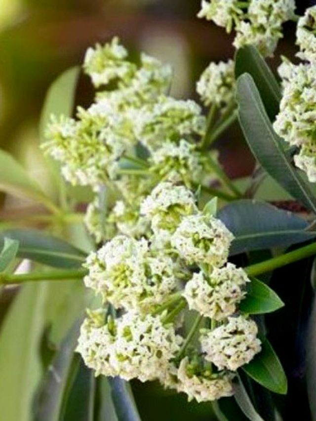 'শয়তানের গাছ' কাকে বলা হয় জানেন? এই ফুলের গন্ধ কিন্তু মিষ্টি