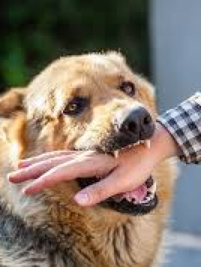 কুকুর কামড়ালে শুধু জলাতঙ্কের টিকা যথেষ্ট নয়, এটাও নিতে হবে