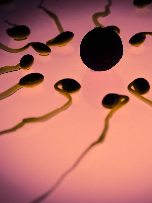 পিরিয়ডের কতদিন পরে ডিম্বাণু তৈরি হয়? সাইকেলের আসল কাউন্ট অনেকেই জানেন না