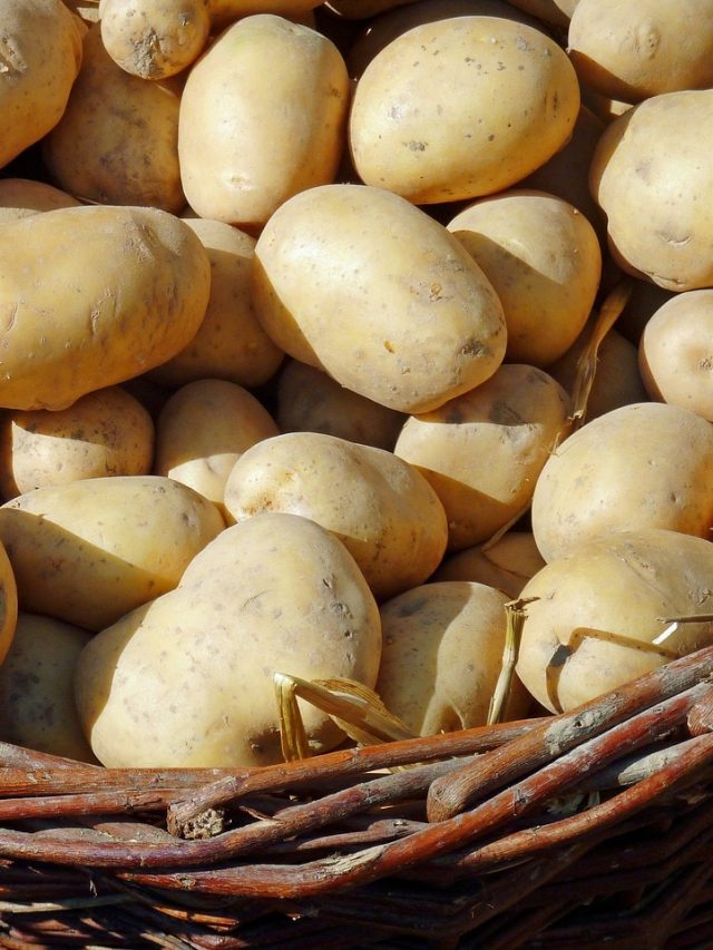 এক মাস আলু না খেলে কী হবে? শরীরের পক্ষে ক্ষতিকারক না লাভদায়ক