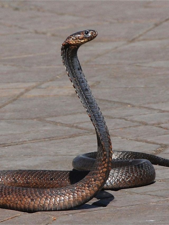 এই খাবারগুলো বাড়িতে রাখা মানে সাপকে ডাকা