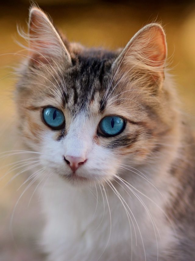 বিড়াল আঁচড়ে-কামড়ে দিলে সঙ্গে সঙ্গে কী করবেন? জানাটা  জরুরি