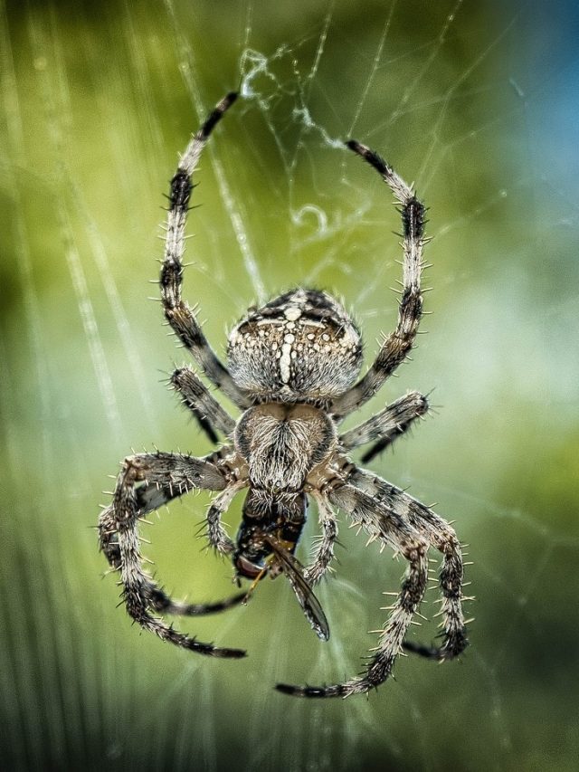 একটা রসুনেই বাড়ি থেকে পালাবে মাকড়সা, কীভাবে ব্যবহার করবেন?