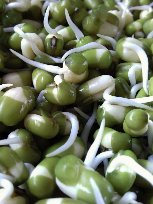 টানা একমাস  খালি পেটে এক মুঠো অঙ্কুরিত মুগ খান,শরীরে এই ৬ বদল দেখবেন