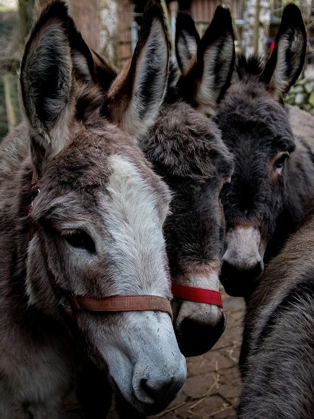 কর্পোরেটে দুনিয়ায় লাফিয়ে হবে উন্নতি, খালি গাধার থেকে শিখুন এই ৫ গুণ