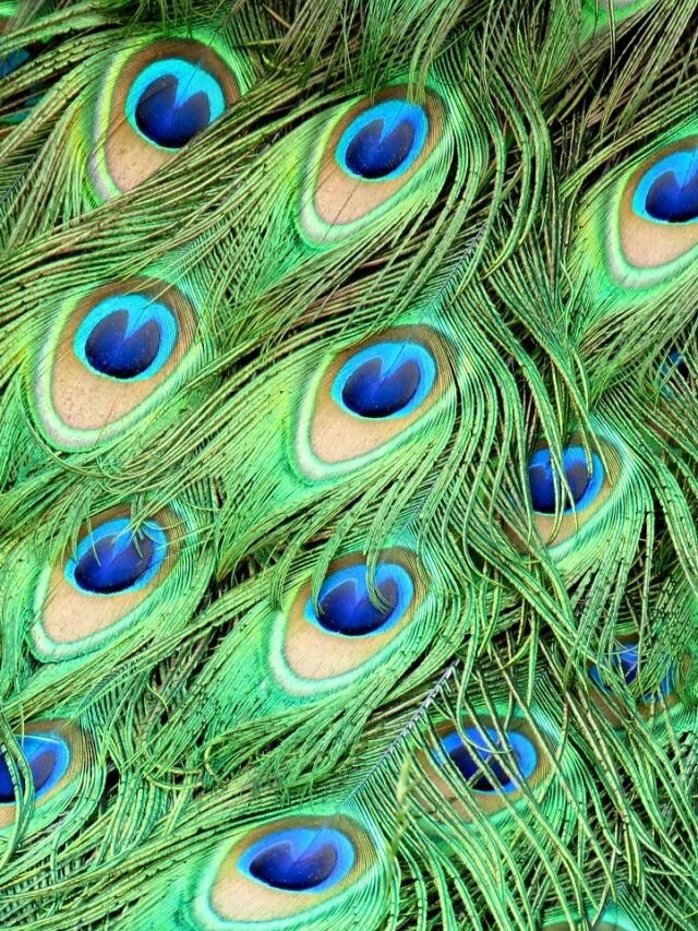 বাড়ির এখানে রাখুন ময়ূরের পালক, জীবনে অর্থের অভাব হবে না
