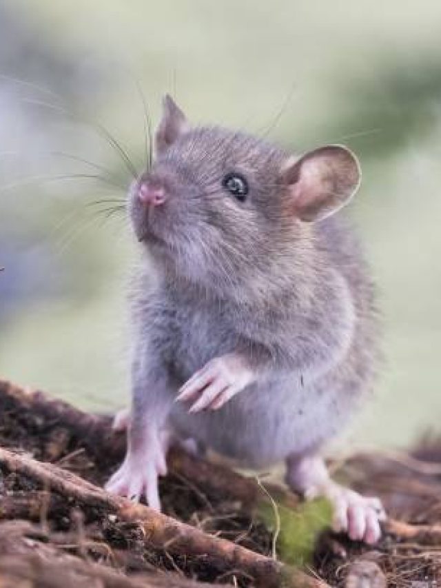 ১ টাকার শ্যাম্পুর পাতাতেই কাজ, বাপ বাপ বলে বাড়ি ছেড়ে পালাবে ইঁদুর