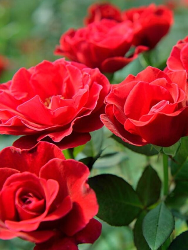 টবের গাছেই হবে রাশি রাশি গোলাপ, গোড়ায় দিন সস্তার এই জিনিস