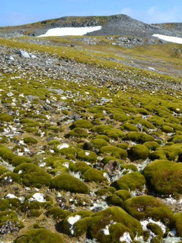 'Getting Green': Global warming is accelerating dramatically in Antarctic Peninsula, satellite data shows