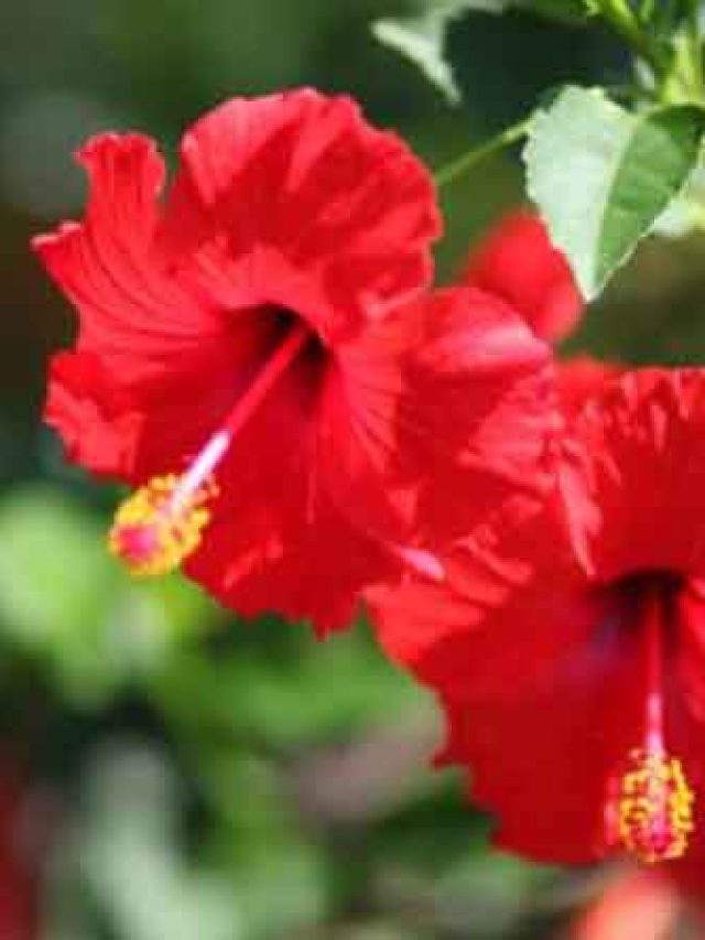 জবা গাছের গোড়ায় দিতে হবে এক চিমটে, ১০ টাকার উপায়ে ফুলে ফুলে ভরবে গাছ