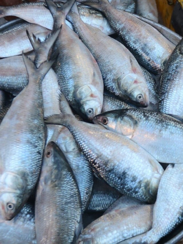 পুজোয় ইলিশ ভএবে চাপিলা বা চন্দনা কিনলেন না তো? 'আসল' চেনার ট্রিক শিখুন