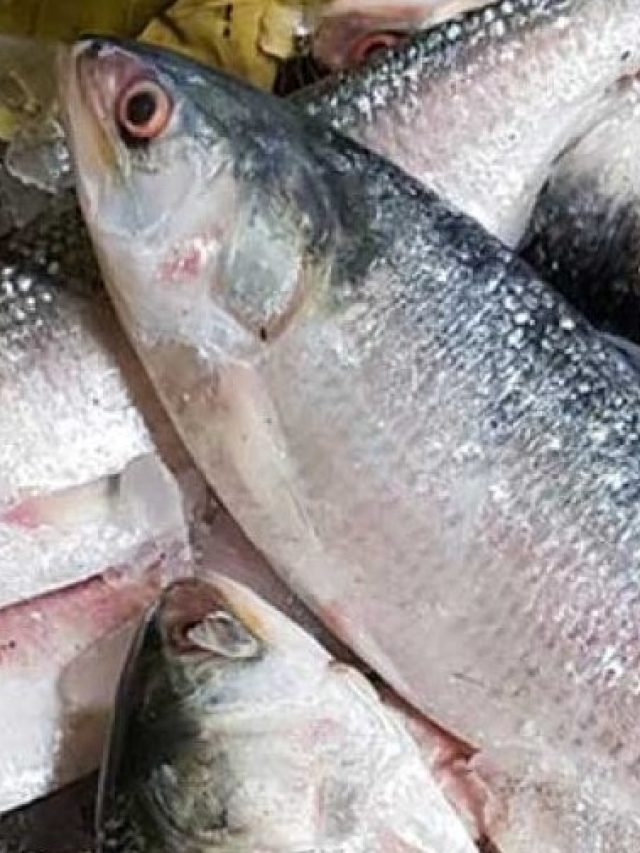 মাথাই চিনিয়ে দেবে খাঁটি ইলিশ কোনটা, উপায় জানলে ঠকবেন না